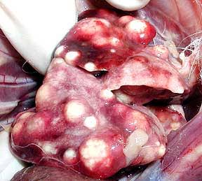 PROTECT YOUR RABBITS FROM PASTEURELLOSIS BEFORE IT SPREADS